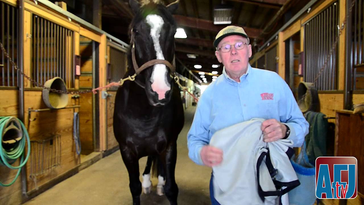 Coping With Stable Flies: Fly Masks, Sheets And Leggings