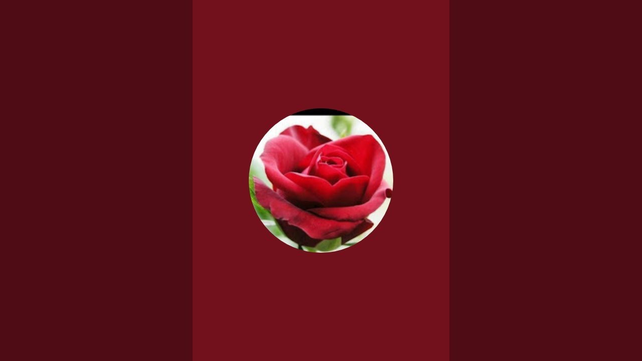 Tahir khan  is live
