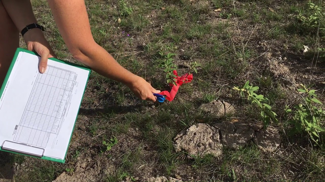 Holistic Management with Helen Lewis - 1 - Soil monitoring - Australia