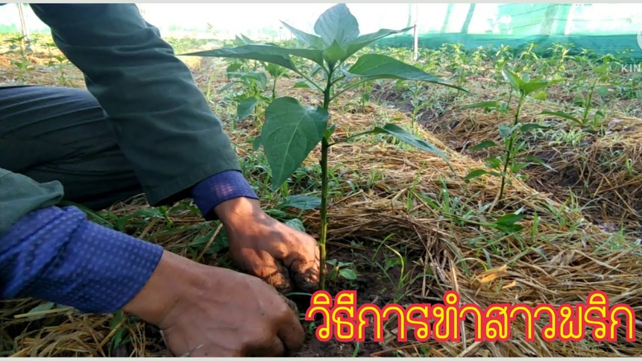 วิธีทำสาวพริก (EP2)