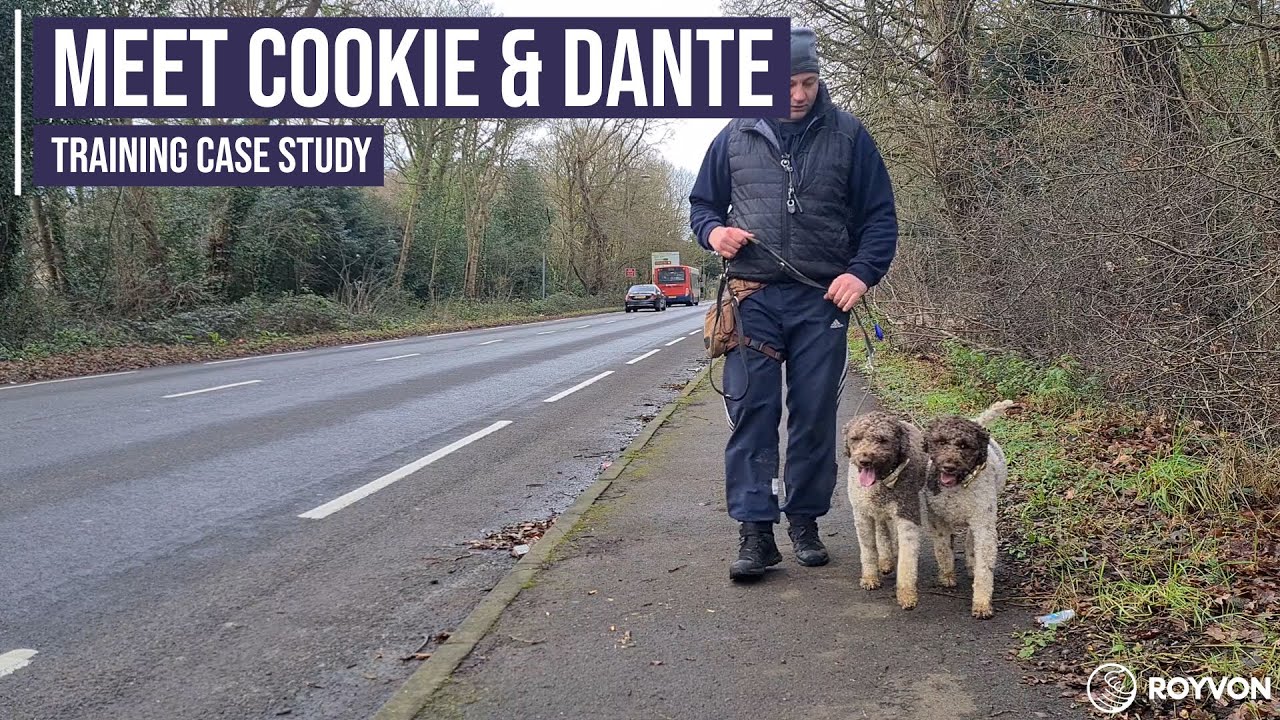 Working on the aggressive behaviour of two Lagotto Romagnolos