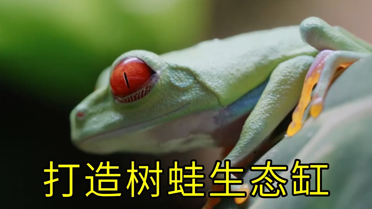 打造树蛙生态缸，耗时70天养一只红眼树蛙，真的太好玩了！