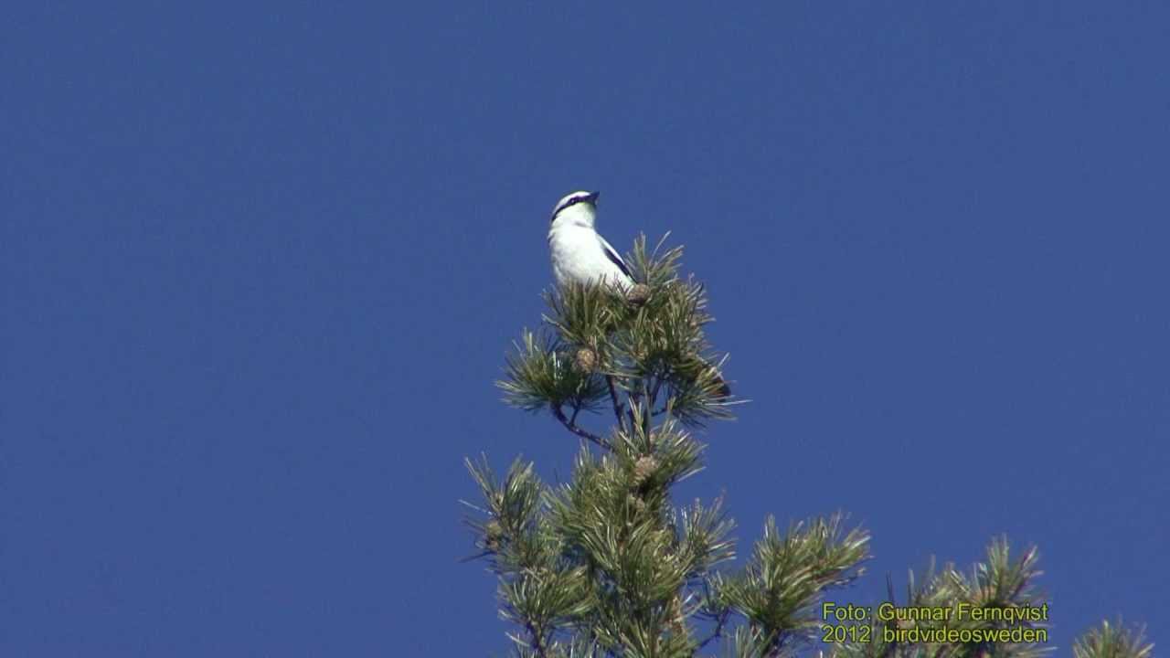 VARF&Aring;GEL  Great Grey Shrike  (Lanius excubitor)  Klipp - 609
