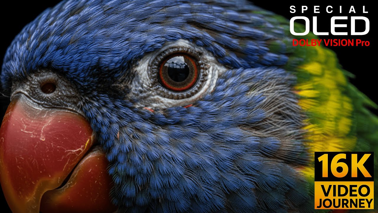 Exceptionally Beautiful 8K Videos In Dolby Vision 4K HDR 60FPS