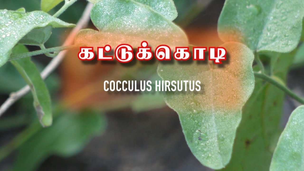 கட்டுக்கொடி பயன்கள்