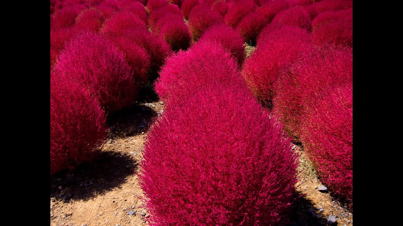 Кохия веничная   летний кипарис