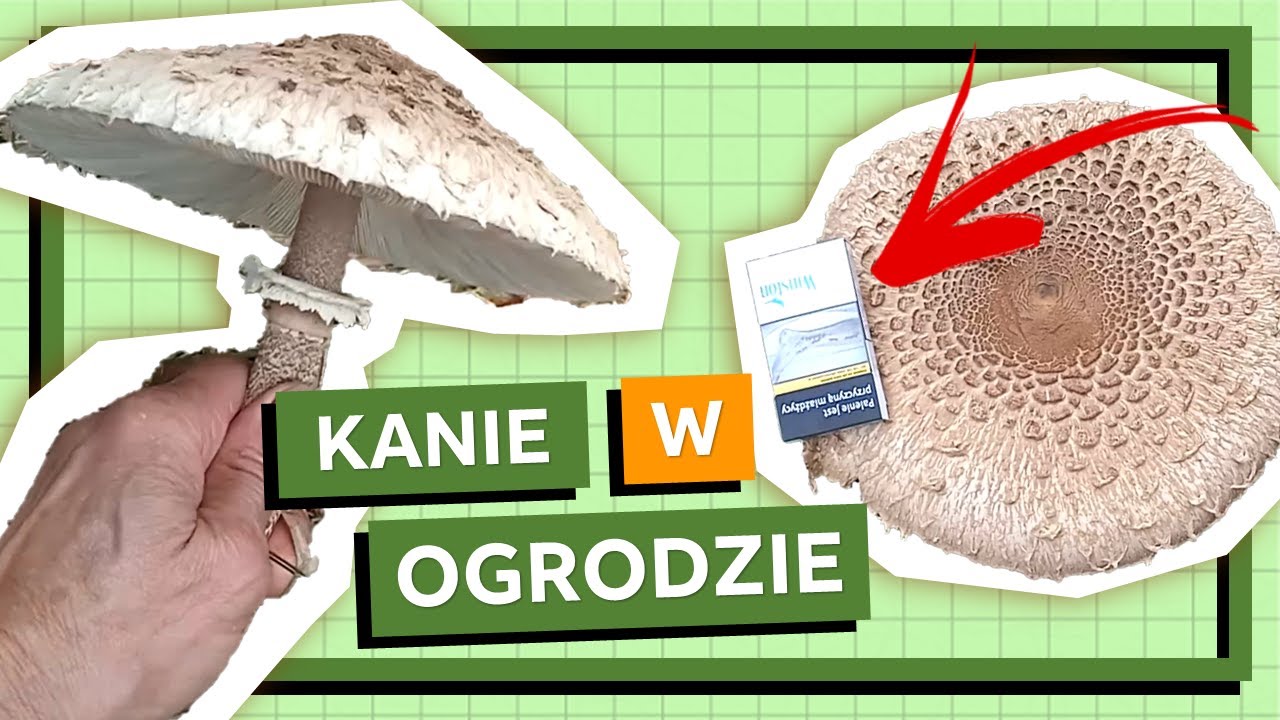 Jak zaszczepiliśmy Kanie w ogródku? Kanie na śniadanie!