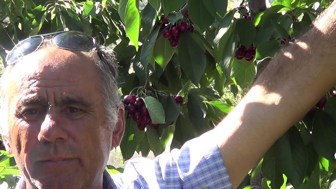 Elma Tarım Yönetim Kurulu Başkanı Dr. Abdullah Kankaya Kiraz Çeşitlerini Anlatıyor