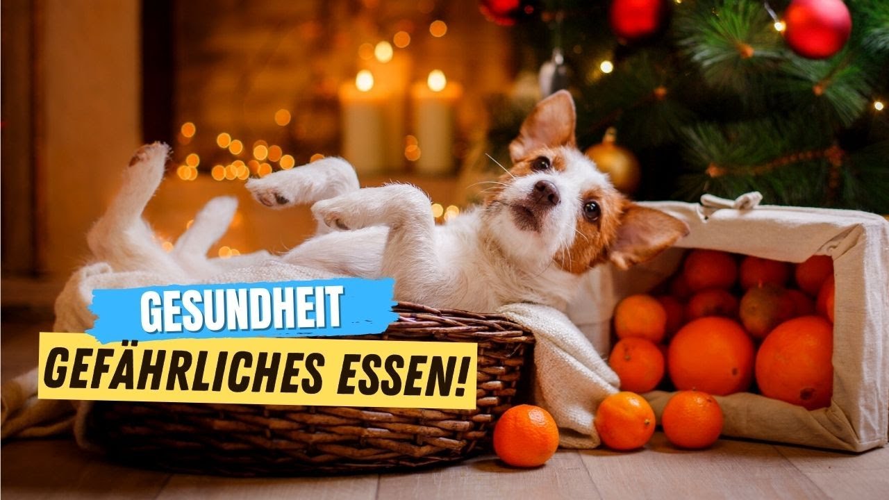 6 Weihnachtslebensmittel, die du NIEMALS an deinen Hund verf&uuml;ttern solltest 🔥