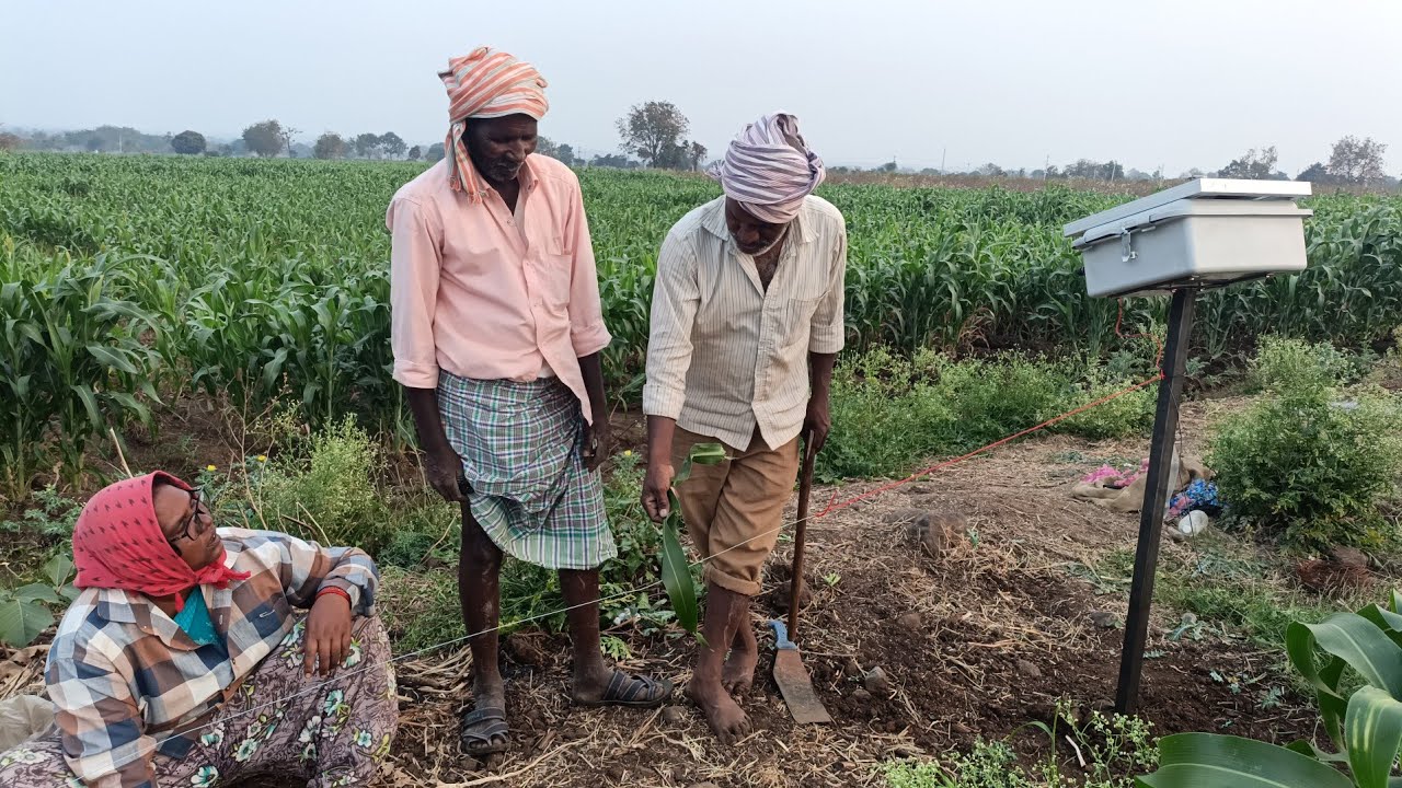 మొక్కజొన్న పంట చేతికొచ్చిన సమయంలో అడవి పందుల కొరికి వేస్తూ నాశనం చేసిన 😭😭
