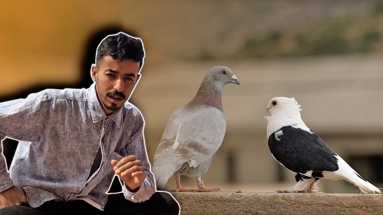 الحمام هرب