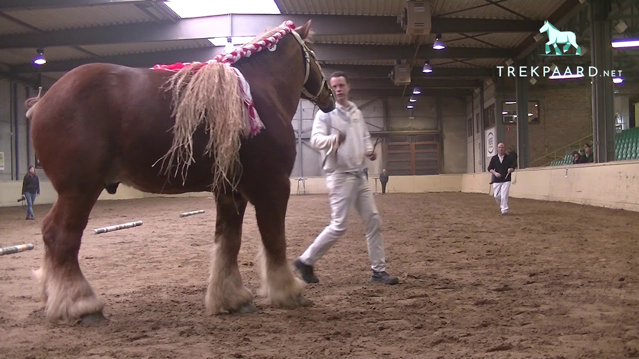 Oudere hengsten - Belgian draft horse stallions