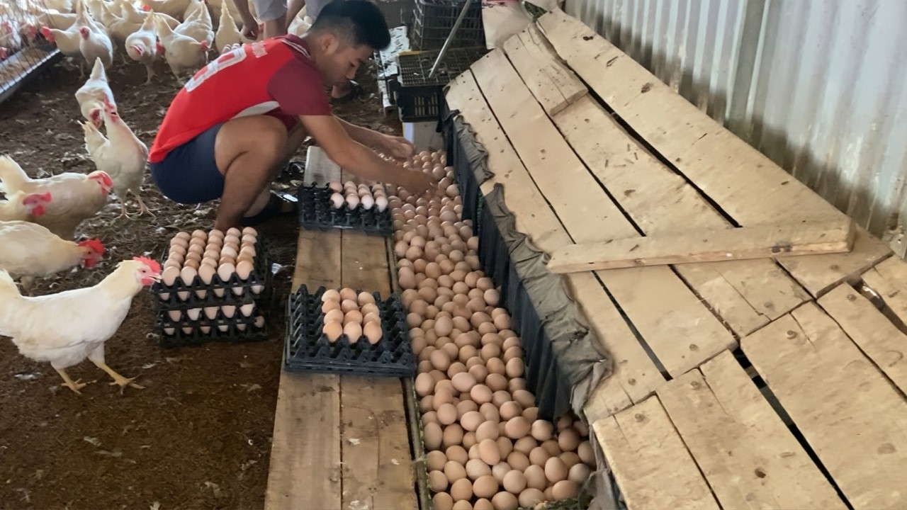Huge Egg Harvest on a Free-Range Chicken Farm.