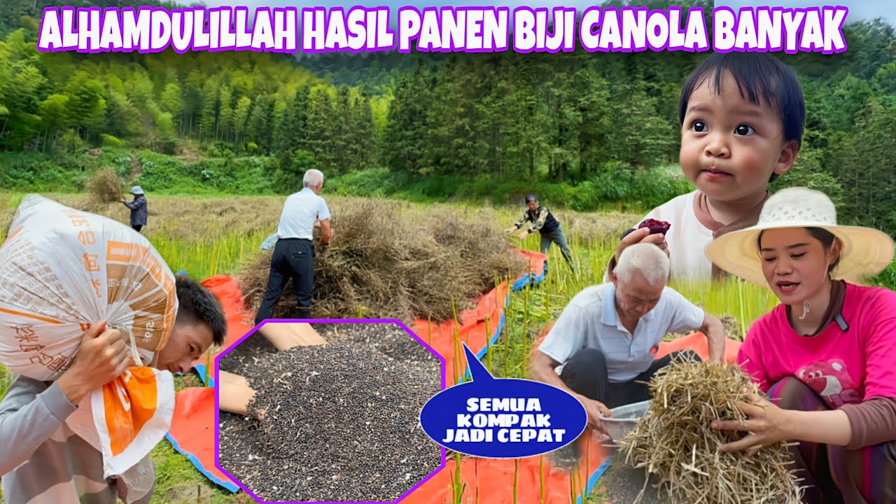 KOMPAK PANEN SEMUA TANAMAN MINYAK CANOLA, BEGINILAH PROSESNYA SEBELUM DIGILING MENJADI MINYAK
