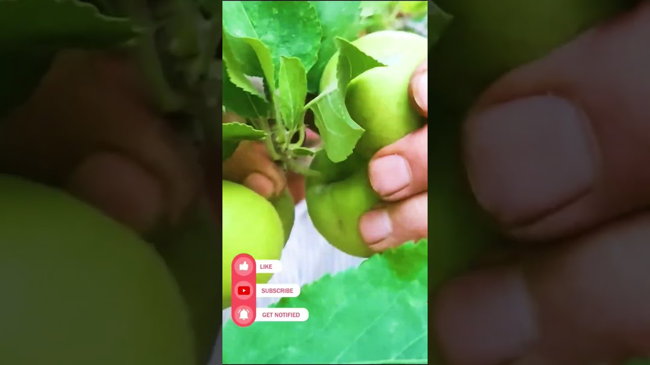 🍎The secrets of hand picking #apple in #nature - rural life