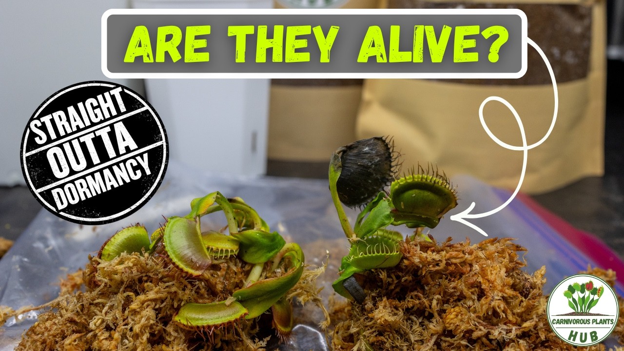 Venus Flytrap Refrigerator Dormancy Is Over – Here’s What To Do Next
