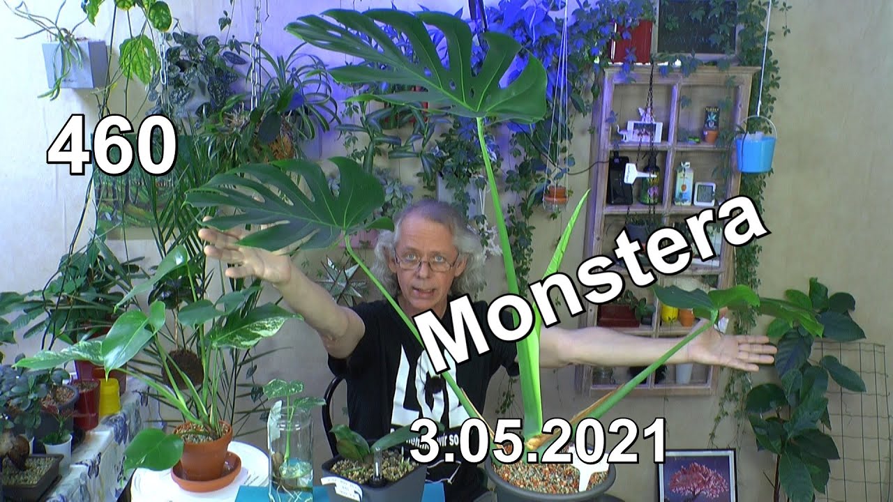 Gigantische Zimmerpflanzen Monstera Spezial Vermehrung Einpflanzen Umpflanzen Düngen Wachstum Gießen