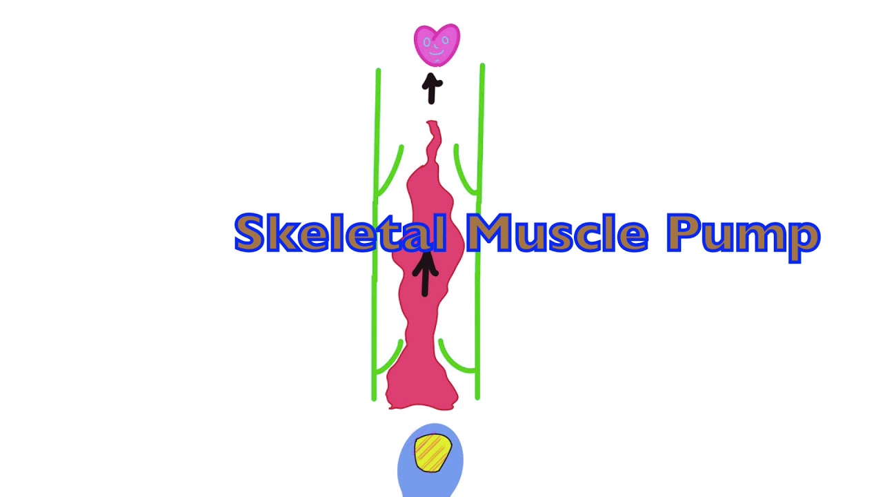 Skeletal Muscle Pump