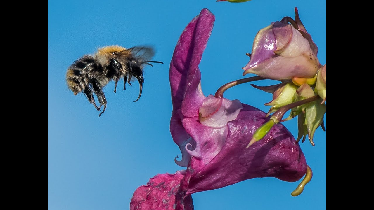 Grow native or non-native plants in your garden?
