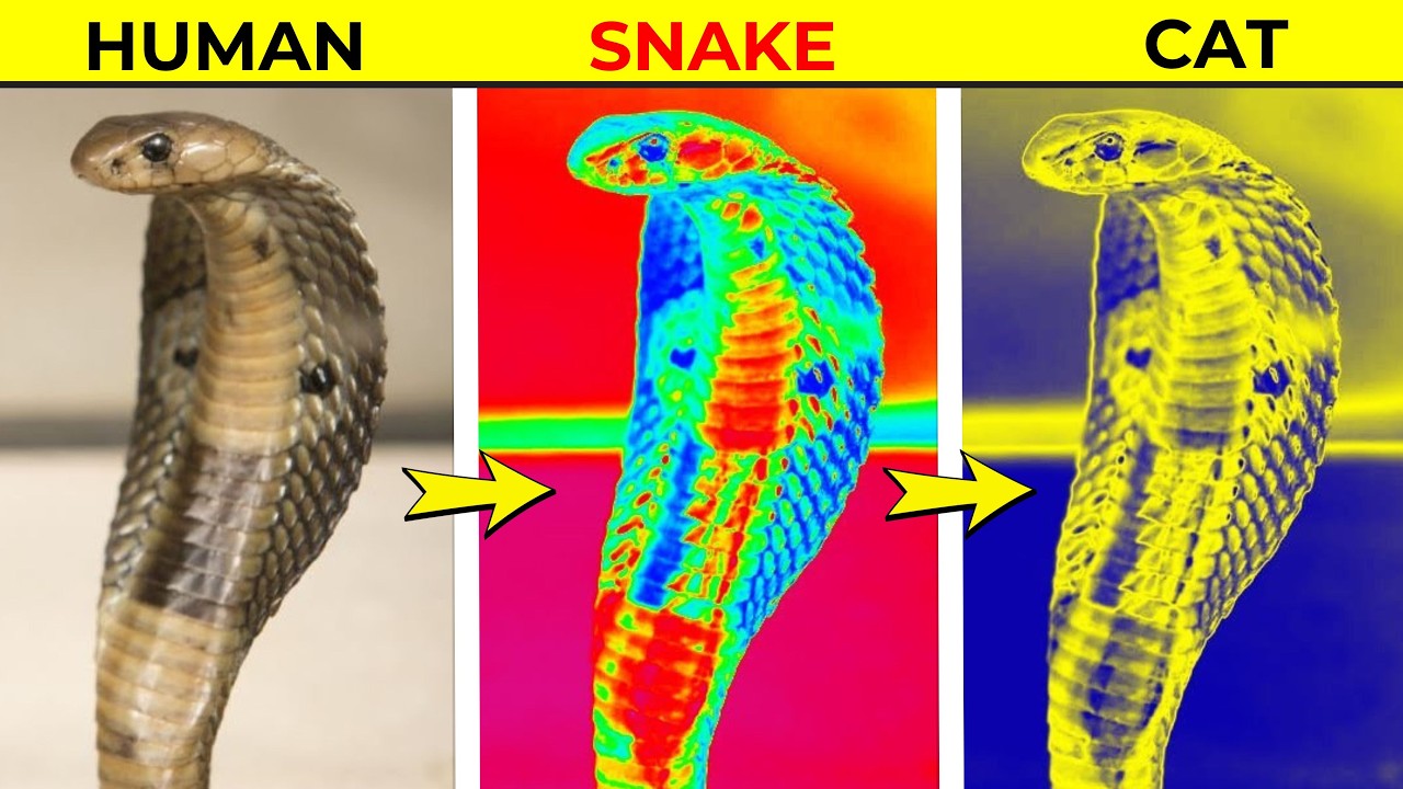 How Animals See the world