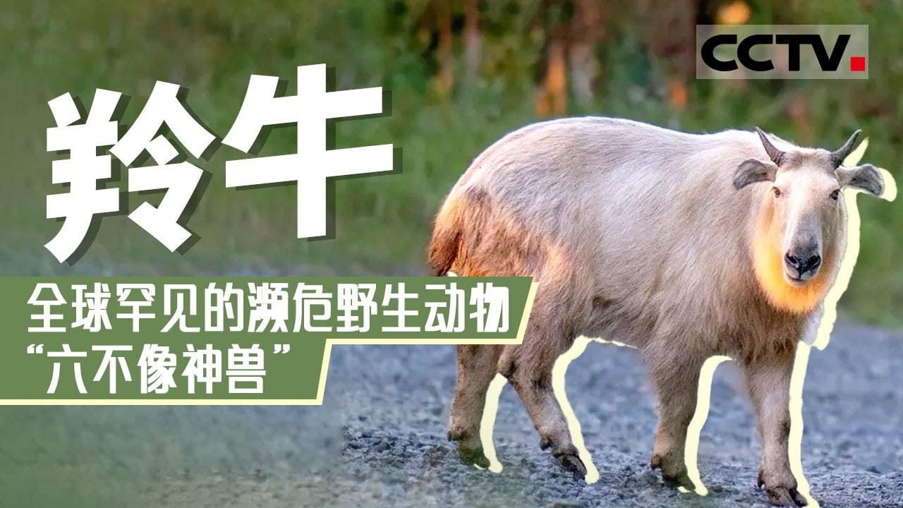秦岭森林里的金毛巨兽 全球罕见的濒危野生动物 被称为&ldquo;六不像神兽&rdquo;的羚牛长这样！【CCTV纪录】