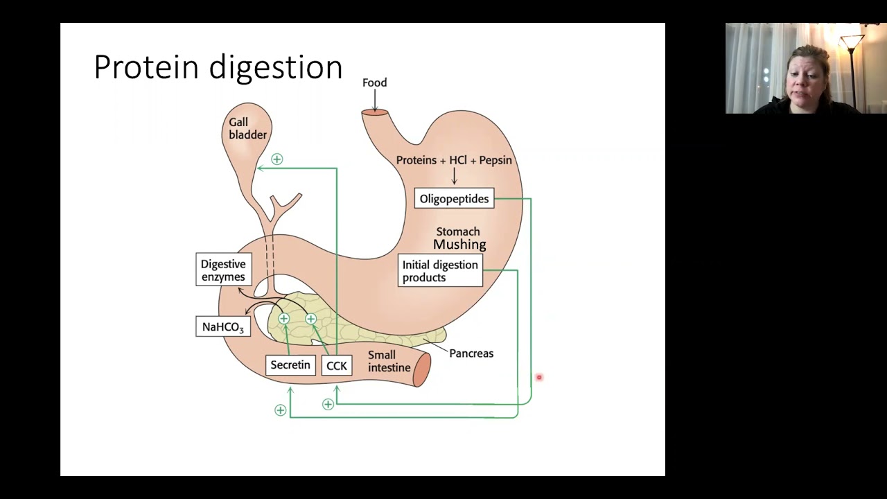 BIOL307 Protein Digestion