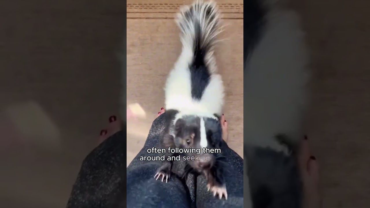 Rescued a skunk frozen on the lce.
