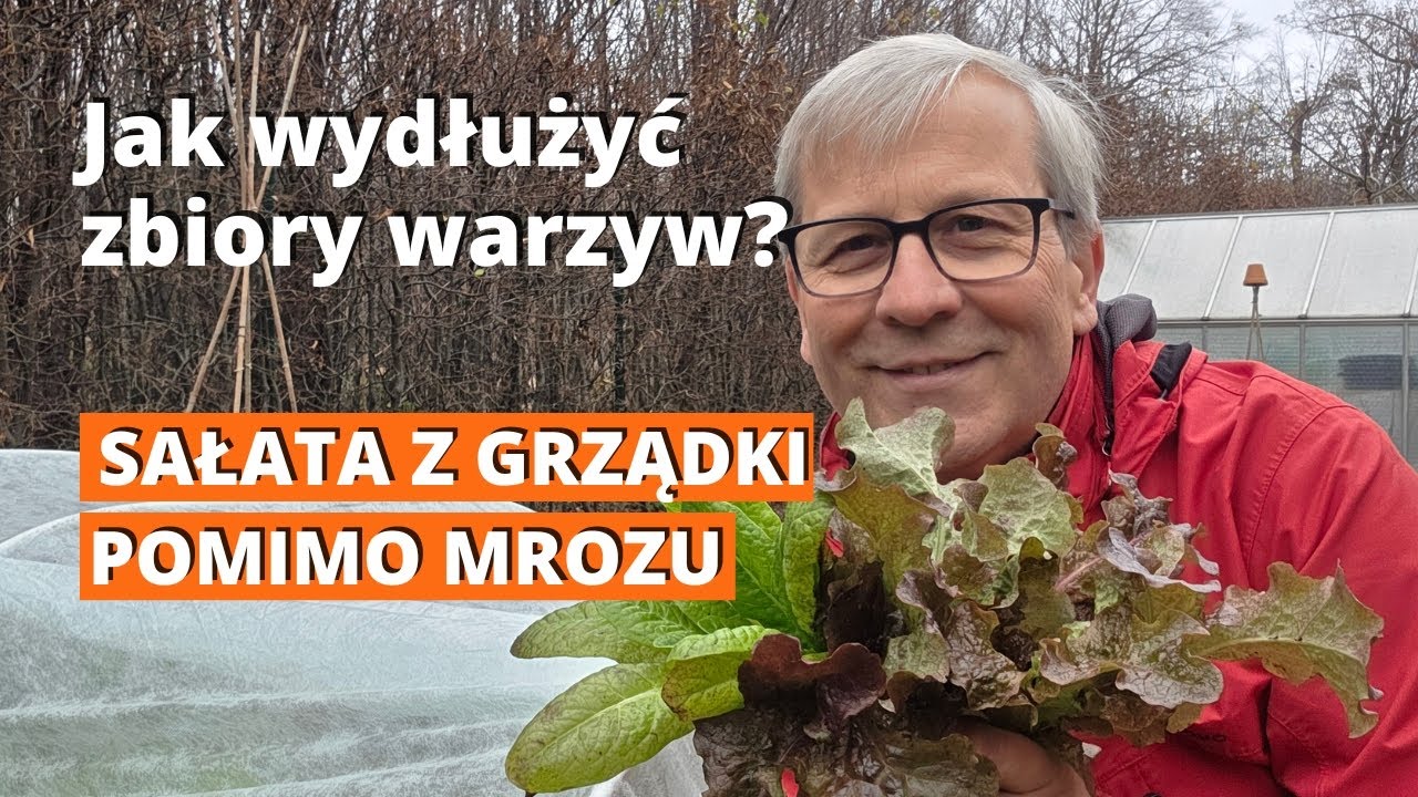 Sekret mrozoodpornej sałaty. Jak tanio i szybko wydłużyć sezon w warzywniku. Zbiory nawet w grudniu.