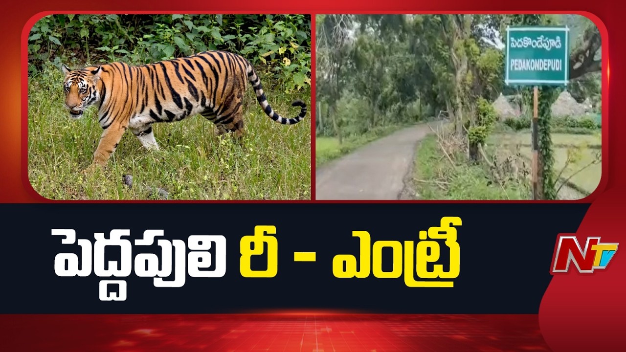 తూర్పుగోదావరి జిల్లాలో పెద్దపులి రీ - ఎంట్రీ | Tiger In East Godavari District | NTV Telugu
