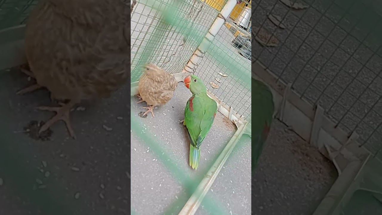 Wwe fight chongi vs tikoo |pet lover aadu vlogger |