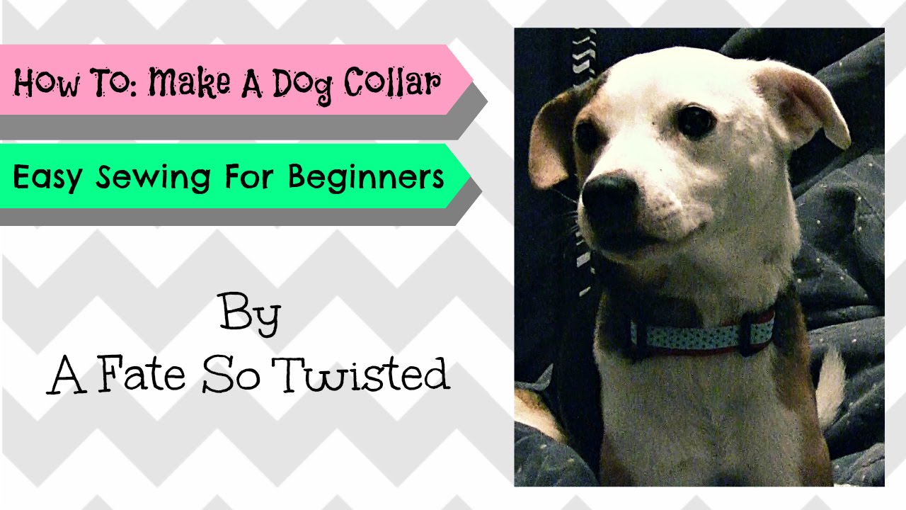 How To: DOG COLLAR | DIY Dog Collar