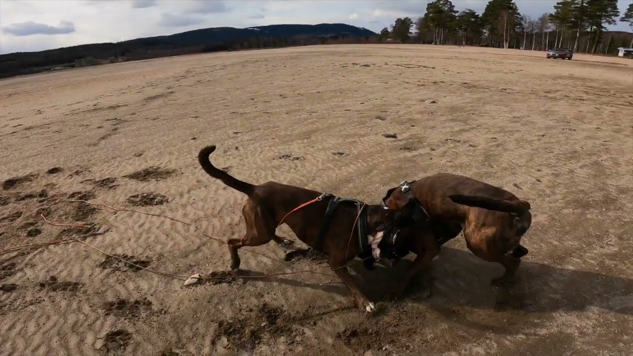 guttas glansdager #adventure #wood #norway #boxerdog #forest 