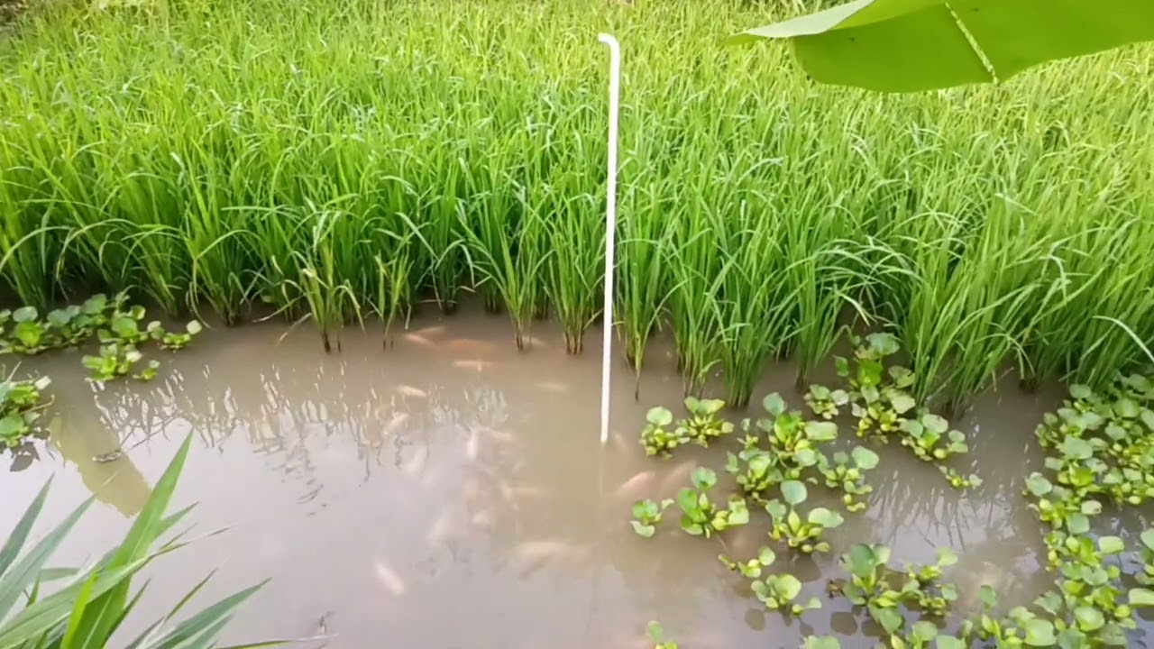 เลี้ยงปลาในนาข้าวให้ปลาช่วยกำจัดวัชพืชในนาข้าวและได้ปลากินด้วย