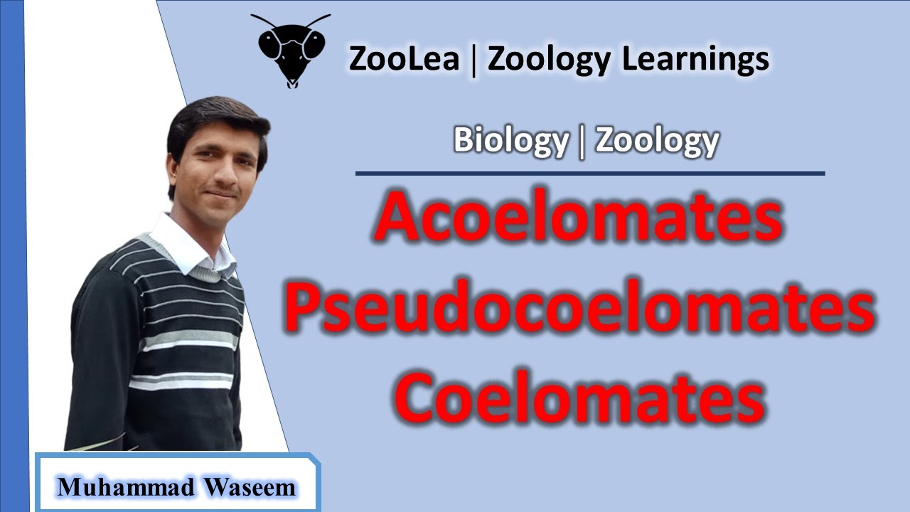 Acoelomates, Pseudocoelomates and Coelomates | ZooLea | Lesson 13 | Biology (Zoology)