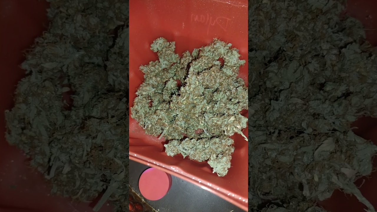 Final weight from the Mint Kush