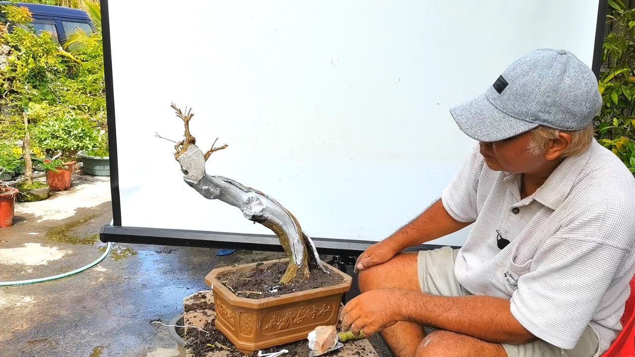 Rescuing My Yellow Tops (Duranta erecta 'Cuban Gold') Bonsai Hit By a Lawn Mower