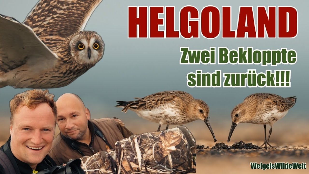 HELGOLAND - Zwei Bekloppte sind zurück!!!  Natur-Fotografie und -Film | SELTENHEITEN | SPAẞ #natur
