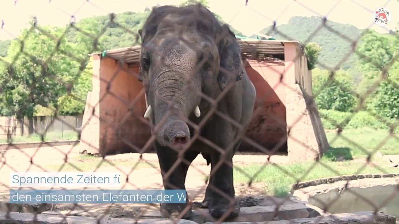 🔸#FOURPAWSinPakistan🔸 : Kaavans Trainingsbox | VIER PFOTEN | www.vier-pfoten.at