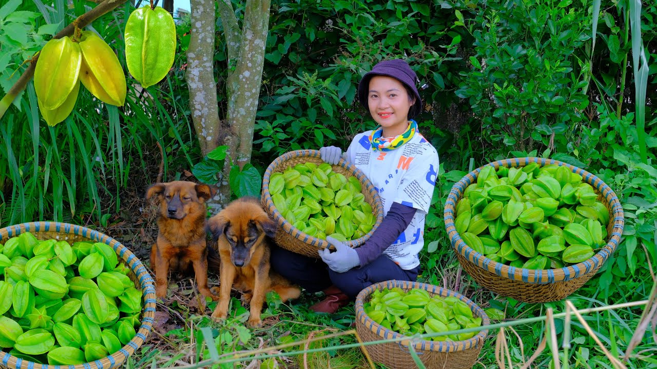 Harvesting Starfruit Goes To Market Sell - Weeding the Garden, Growing Luffa & Cooking | Tieu Lien