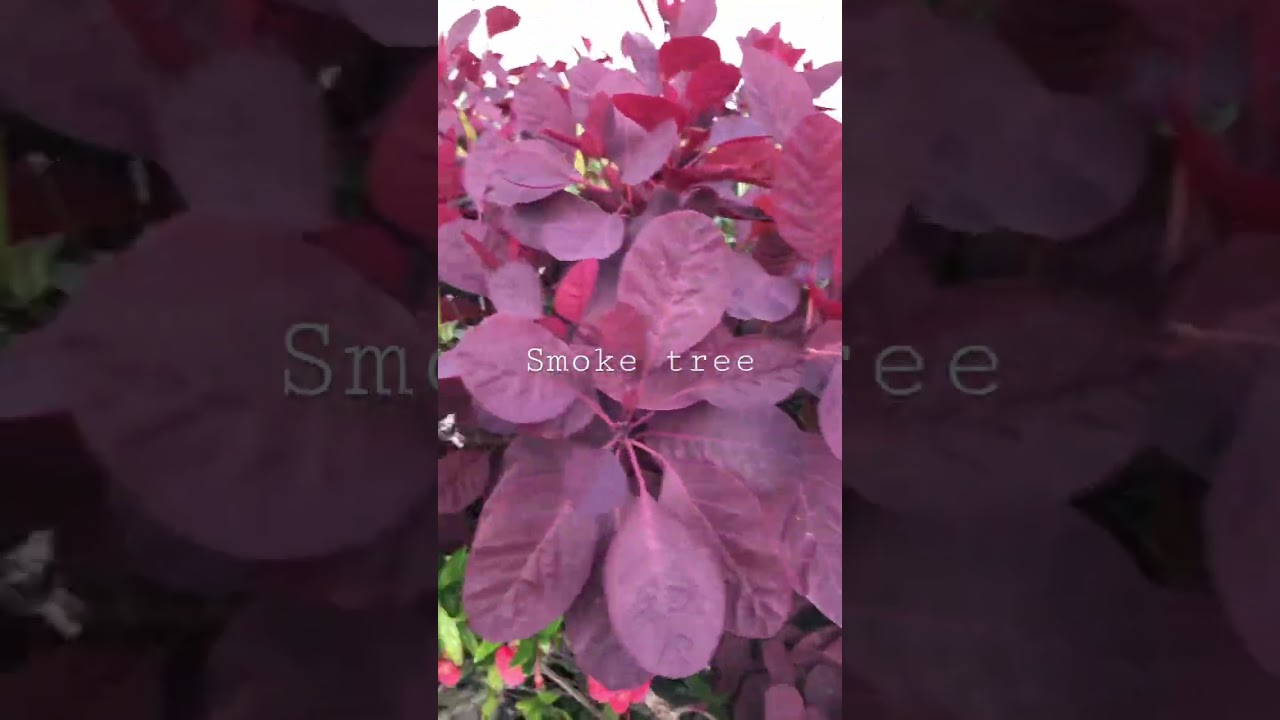 Smoke tree 🌲#smoke #nature #shorts #garden #purple