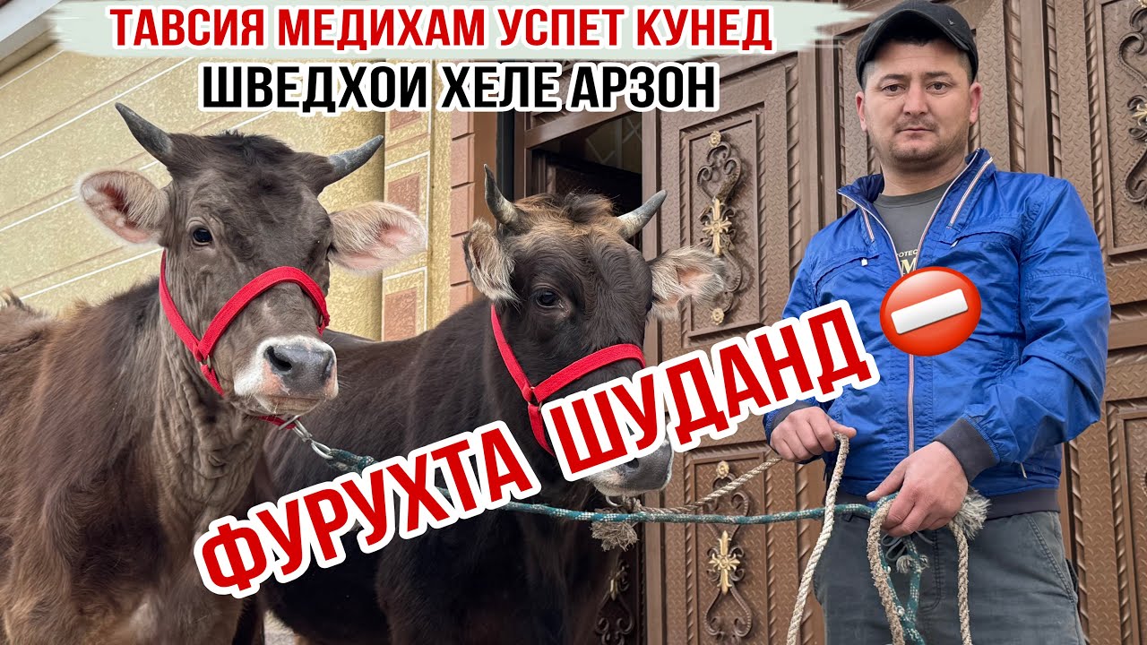 4-САР ШВЕД-КАРПАТХОИ ХЕЛЕ АРЗОН 27 февраля 2026 г.