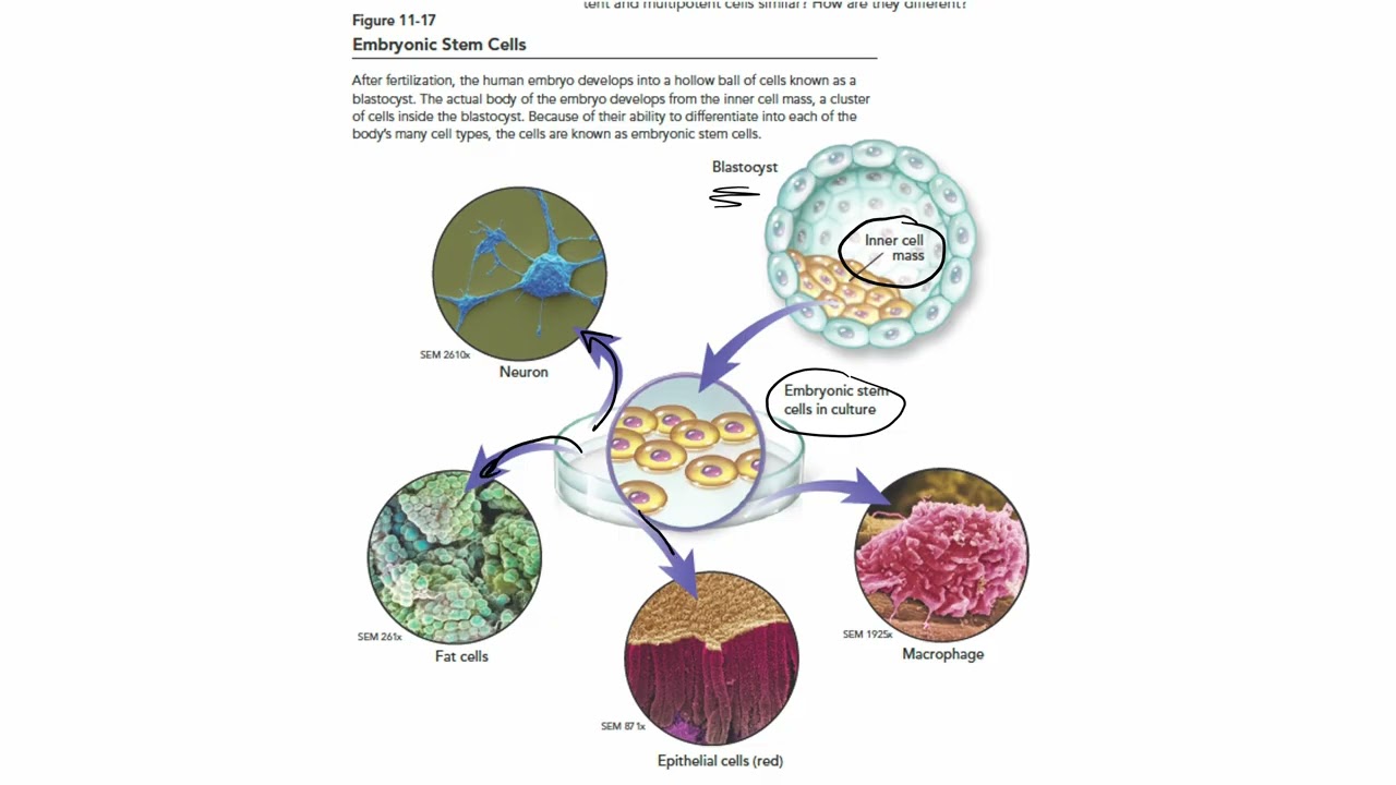 Cell Differentiation