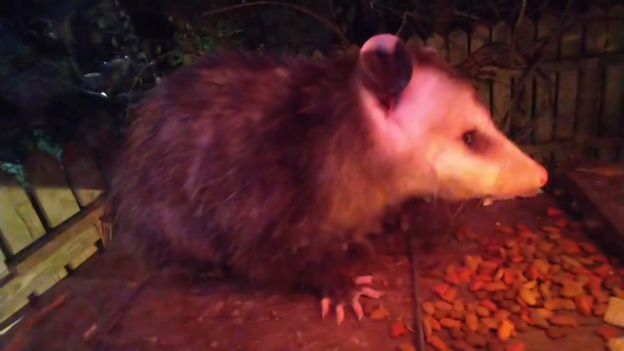 Possum 136