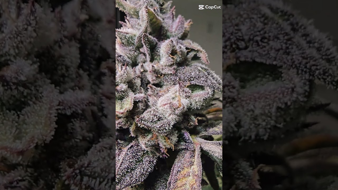 tealberrygardens week 9 flower#compoundgenetics#iriegenetics #cannabisdaily #saynotoweeds