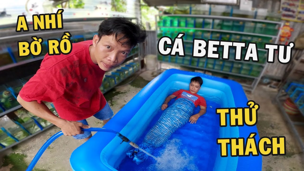 Anh Nhí Betta Thử Thách Nuôi Dòng Cá Betta Tư Giant Khổng Lồ - Ăn Trái Chôm Chôm