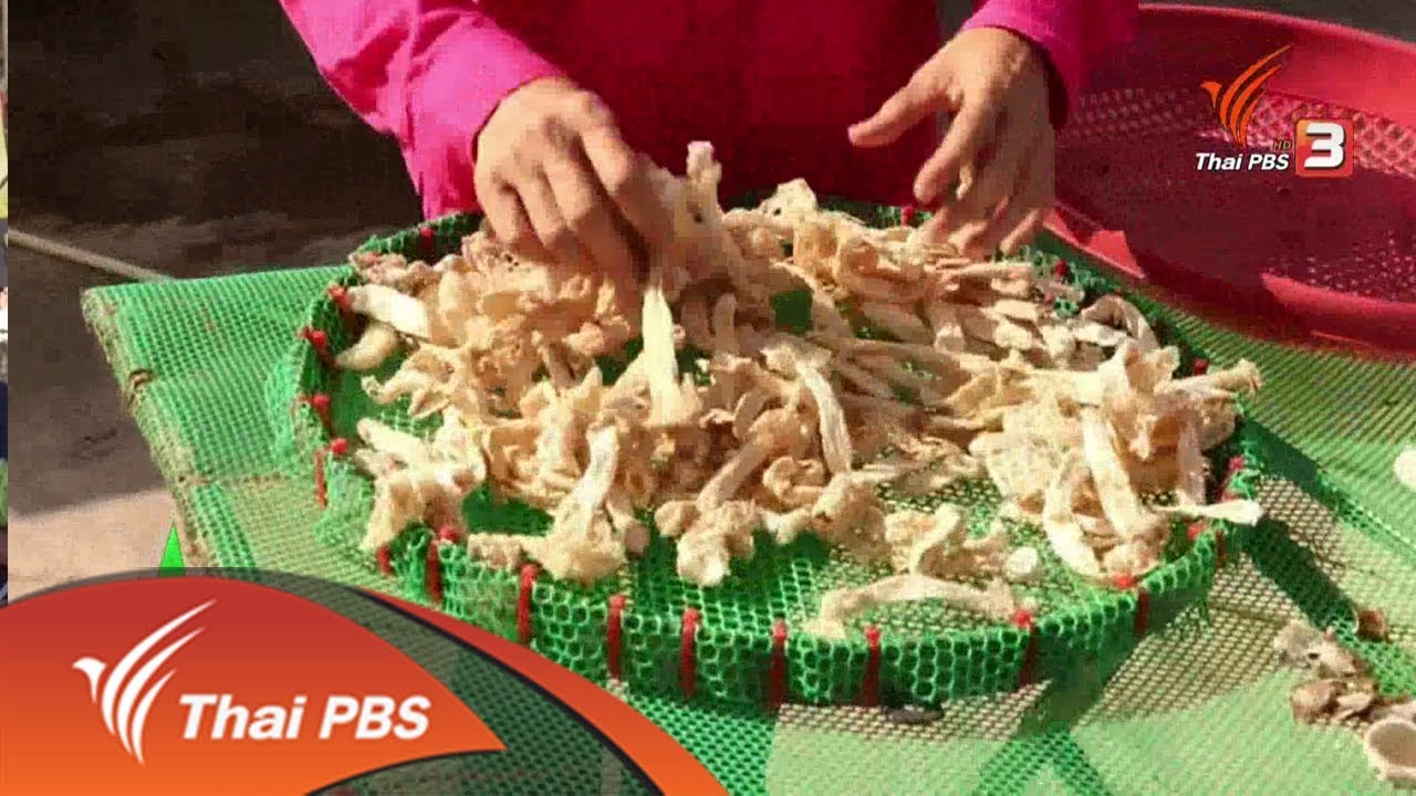 เพาะเห็ดเยื่อไผ่ : อาชีพทั่วไทย  ( 6 ธ.ค. 61)