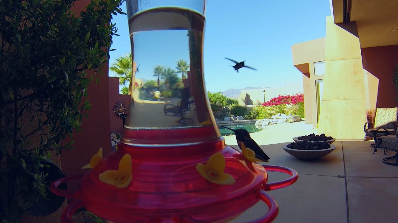 Hummingbirds - 3D Binaural Sound - 3Dio FS Pro II