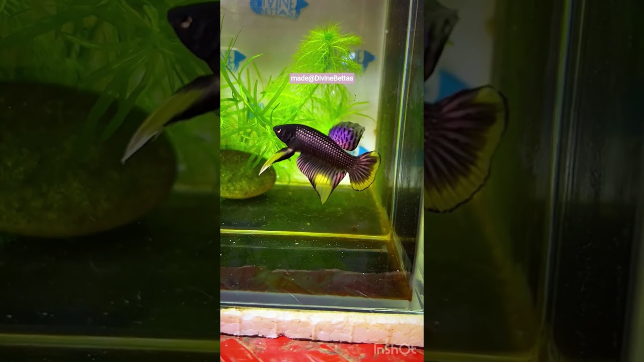 Copper yellow band imbellis - siamorientalis mix wild bettas / copper sunrise imbellis