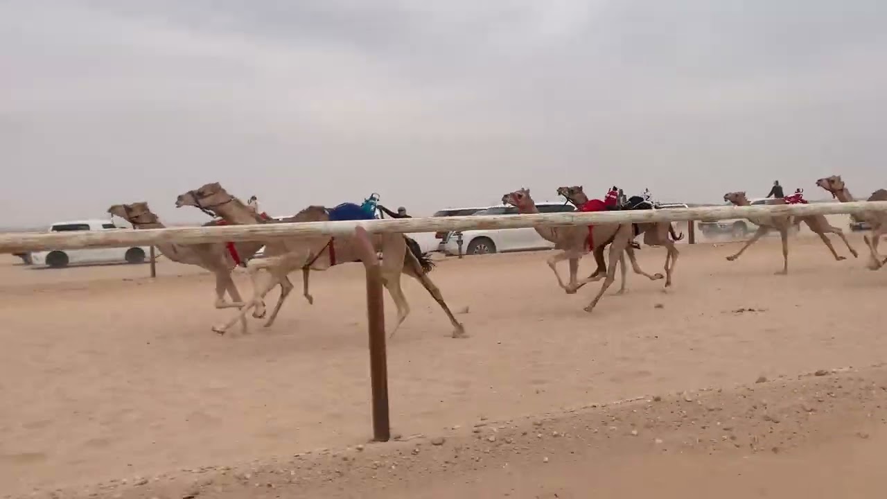 الشوط 5 متعبه / علي محمد العمشري 