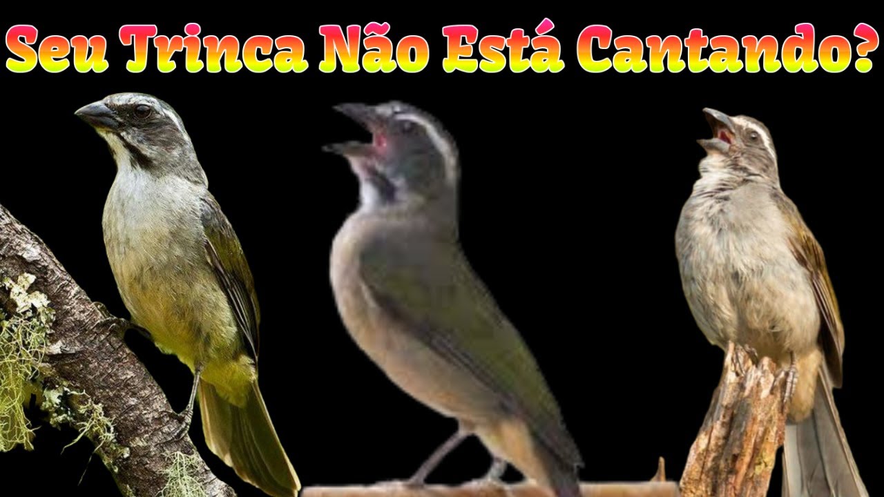 FAÇA O TESTE ✅ ESQUENTA NA HORA!!🔥 Esquentar Trinca Ferro ✅ Trinca Ferro